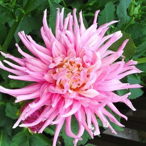 Meet your Posher, Connie